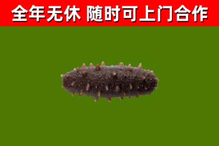濮阳烟酒回收干海参.jpg
